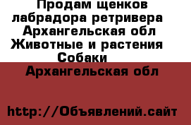 Продам щенков лабрадора ретривера - Архангельская обл. Животные и растения » Собаки   . Архангельская обл.